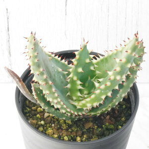 AGEALA^uX[p[EXpCj[v 3.5