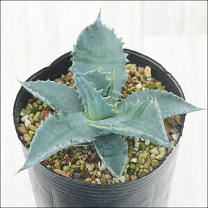 AKx@`CX@R[^nCubh@3O|bg