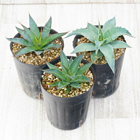 【プレミアム・メリクロン株】アガベ 品種見計らい3種　3ポットセット（3号ポット植え）※品種ラベル付き