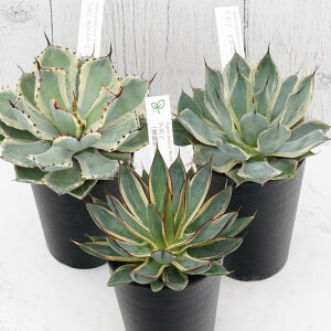 アガベ 吉祥冠の人気商品・通販・価格比較 - 価格.com