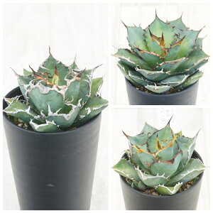 AKx@`^m^i3ZbgiV[U[EEp_j3.5