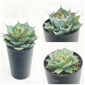 AKx@`^m^i3ZbgiV[U[EtBO[Ej3.5