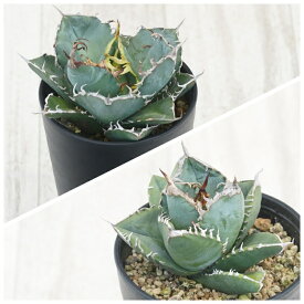 アガベ　チタノタ銘品2種セット（白鯨・南アフリカダイヤモンド）3.5号鉢