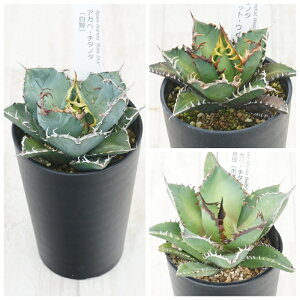 AKx@`^m^i3Zbgi~EԔLEV[N\[hj3.5