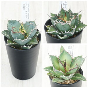 AKx@`^m^i3Zbgi~EV[U[EV[N\[hj3.5