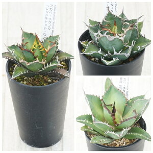 AKx@`^m^i3ZbgiԔLEV[U[EV[N\[hj3.5