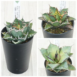 AKx@`^m^i3ZbgiV[U[EԔLEubNpT[j3.5