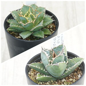 AKx@`^m^i3ZbgiԔLEV[U[EAtJ_Chj3.5