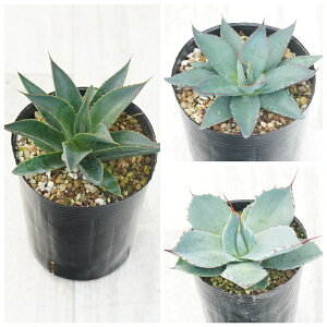 AKx@`^m^i3Zbgi~EԔLEAtJ_Chj3.5