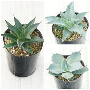 AKx@ϊi3Zbgiu[O[E@W[Ep[gJ[^j3O|bg