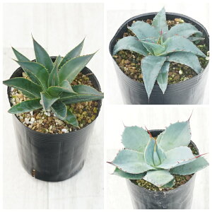 AKx@ϊi3Zbgiu[O[EV[^CEp[gJ[^j3O|bg