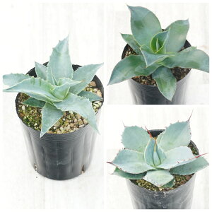 AKx@ϊi3Zbgi@W[E~X^[bvEp[gJ[^j3O|bg