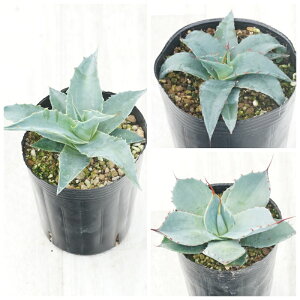 AKx@ϊi3Zbgi@W[EV[^CEp[gJ[^j3O|bg