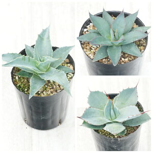 AKx@ϊi3Zbgi@W[Eu[Go[Ep[gJ[^j3O|bg