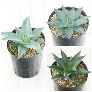 AKx@ϊi3Zbgi@W[Eu[Go[Eu[O[j3O|bg