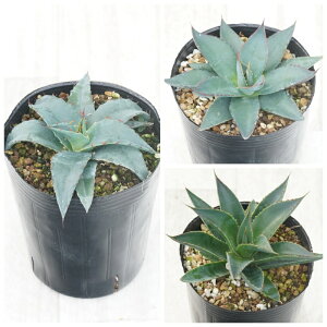 AKx@ϊi3ZbgiV[^CEu[Go[Eu[O[j3O|bg