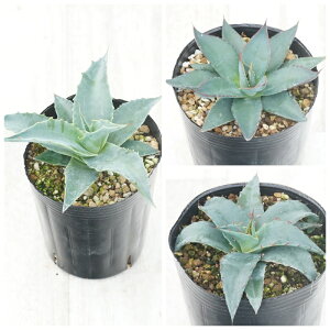 AKx@ϊi3Zbgi@W[Eu[Go[EV[^Cj3O|bg