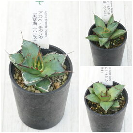 アガベ　チタノタ銘品　3種セット（ハデス・パンダ・宝珠）　2.5号鉢