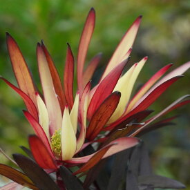 リューカデンドロン・ファイアーフラッシュ　4号ロングポット