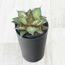 楽天市場】レッドキャット アガベの通販 