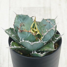 アガベ・チタノタ　”白鯨”　 3.5号鉢