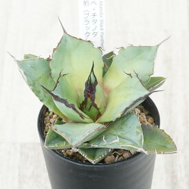 アガベ・チタノタ ”黒豹”「ブラック・パンサー」　3.5号鉢
