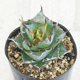 【訳あり株】アガベ・チタノタ "黒蒂斯" ハデス 3号ロングポット