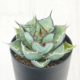アガベ・チタノタ「熊猫（パンダ）」 3.5号鉢