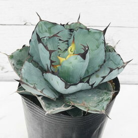 アガベ・チタノタ「ブラック＆ブルー」4.5号鉢　※ブラックアンドブルー