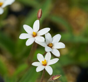 珍しい 花 苗の人気商品 通販 価格比較 価格 Com
