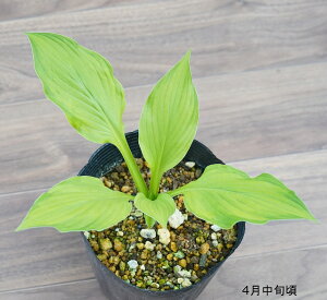 苗 ギボウシの人気商品 通販 価格比較 価格 Com 苗 ギボウシの人気商品 通販 価格比較 価格 Com