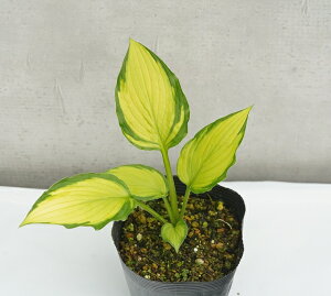 苗 ギボウシの人気商品 通販 価格比較 価格 Com 苗 ギボウシの人気商品 通販 価格比較 価格 Com
