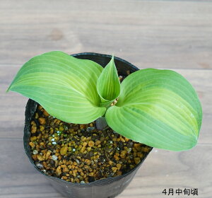 苗 ギボウシの人気商品 通販 価格比較 価格 Com 苗 ギボウシの人気商品 通販 価格比較 価格 Com