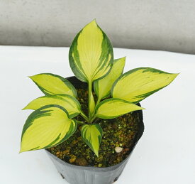 楽天市場 ギボウシの通販