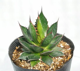 楽天市場 アガベ 花 観葉植物 花 ガーデン Diy の通販