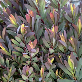 リューカデンドロン「ハワイアン・マジック」 4号ロングポット