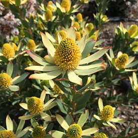 リューカデンドロン「ハワイアン・サンライズ」　4号ロングポット