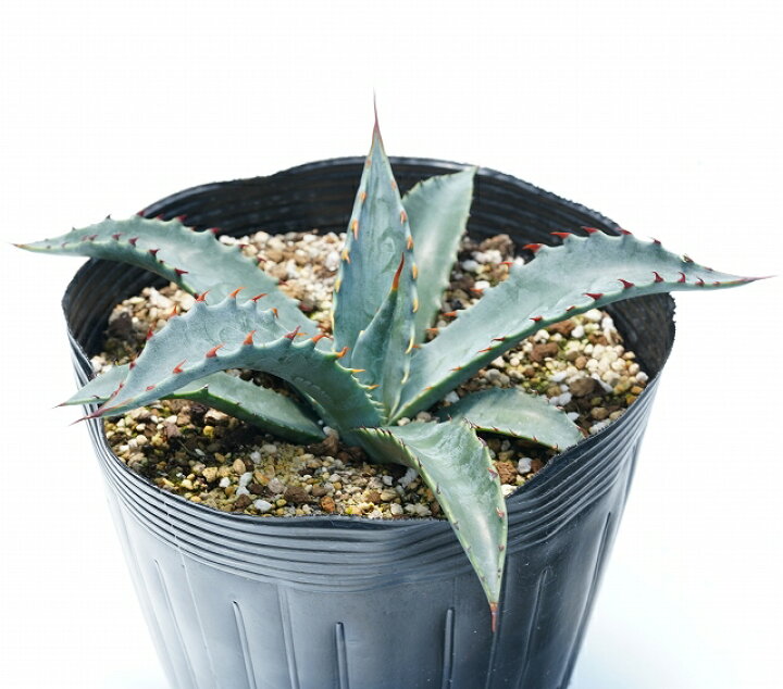 1円 至高 アガベ クリサンサ Agave Chrysantha の種子