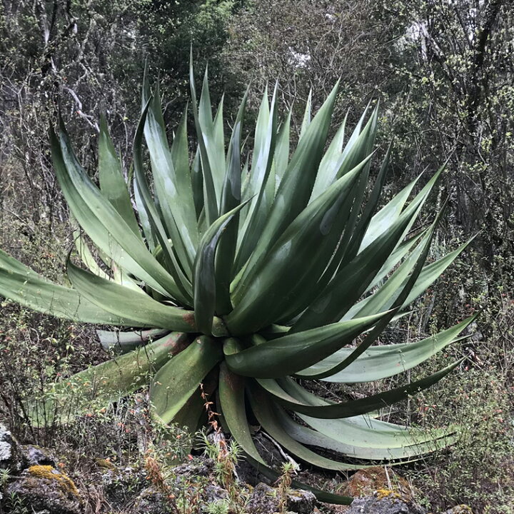 楽天市場】アガベ・アトロビレンス 2号ロングポットx3株セット : 四国  