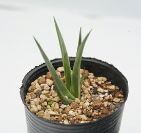 楽天市場 アガベ ストリクタの通販