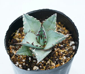 観葉植物 アガベ チタノタの人気商品 通販 価格比較 価格 Com 観葉植物 アガベ チタノタの人気商品 通販 価格比較 価格 Com
