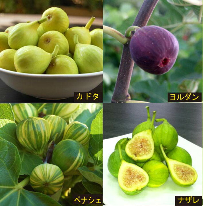 楽天市場】【果樹苗】イチジク輸入品種4種セット : 四国ガーデン楽天 