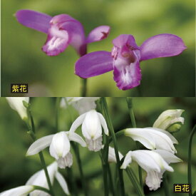 楽天市場 山野草 ランの通販 楽天市場 山野草 ランの通販