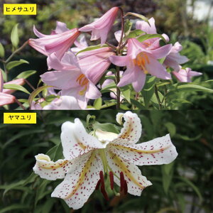 yR쑐zlC̃2ZbgiPTE}e2|bgj