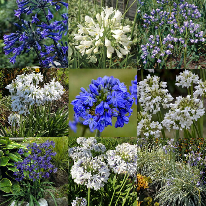 宿根草 アガパンサス シルバー ライニング 5号 15cm ポット植え お取り寄せ