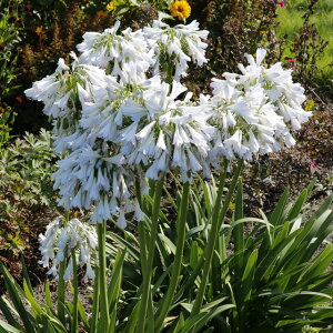 AKpTXuVo[ECjOv4(12cm)|bg