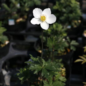 楽天市場 宿根草 白い花の通販 楽天市場 宿根草 白い花の通販