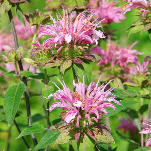 宿根草 ヒューケラの通販 価格比較 価格 Com