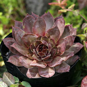 多肉植物 赤の人気商品 通販 価格比較 価格 Com