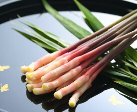 金時生姜の葉しょうが 愛知県産はじかみ 産地直送で新鮮 肉巻きが人気 甘酢漬け、天ぷら 磯部揚げに 料亭、ホテルで使用される特上品　Lサイズ 30本 生姜 国産 　赤い生姜　葉生姜 矢生姜　生姜料理　しょうが はじかみ　小しょうが　バナナマンの早起きせっかくグルメ